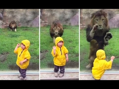 動画 日本の動物園でライオンが子供に飛び掛かる 海外の反応 やるにゅー