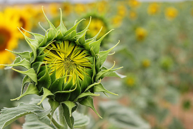 Unopened sunflower in a field in Provence, France.