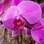 O nome da orquídea tem relação à semelhança de suas flores com o formato de mariposas em voo. Prepare-se, vai começar o passo-a-passo. Foto: Edu Cesar/Fotoarena