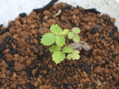 実生バラのタネ蒔き バラ色たまご