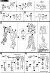 HG Try Build Burning Gundam Construction Manual & Color Guide