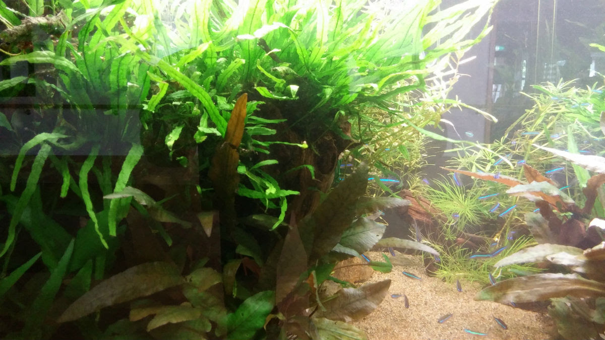 ソイルと化粧砂の混ざりを解消 水草水槽リースと観賞用えびのone Leaf