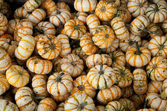 Pumpkin Gords