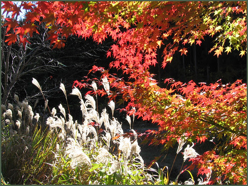 27 shining autumn OK