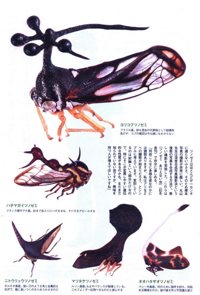 Begood Cafe Archive ツノゼミと創造主