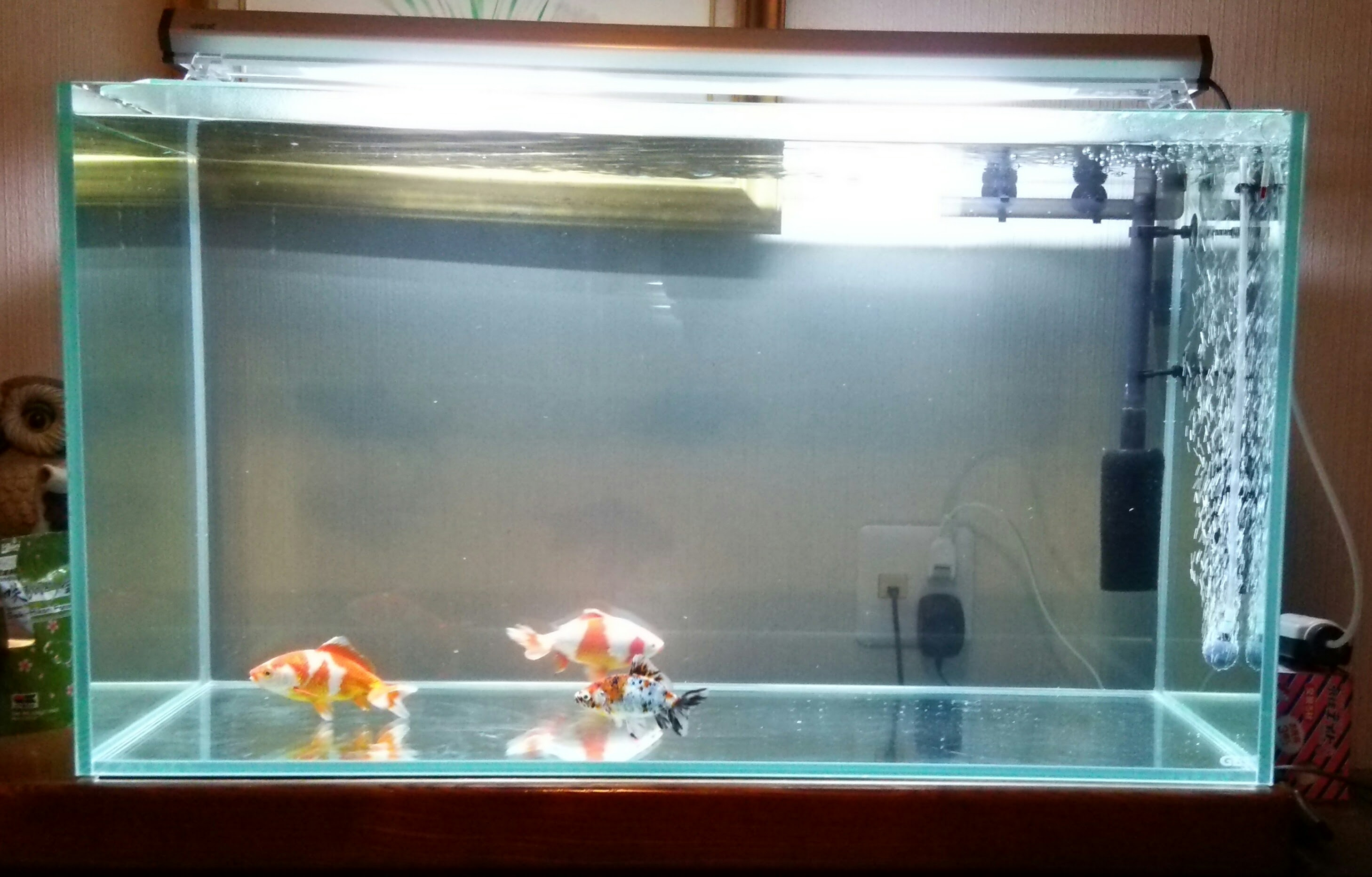 第６回手取フィッシュランド超金魚市part3高級金魚 丸手編 手取りフィッシュランド超金魚市