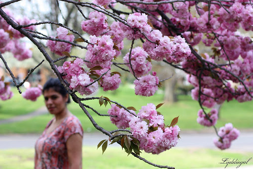 Pink blossoms