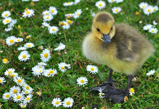 baby animals