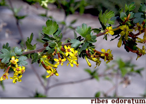 ribes odoratum