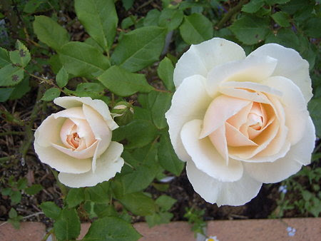 始まりはバラ エーデルワイス Searching My Garden 楽天ブログ