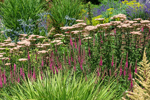 eryngium achillea veronica