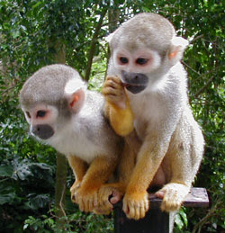Monkeys stir up