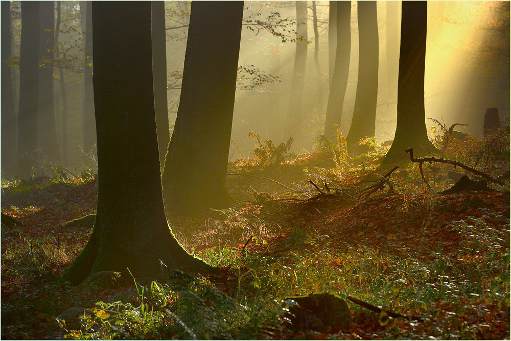 nature photography, view community,