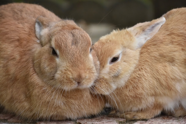 うさぎは多頭飼いできる動物 性別間の相性や注意点を徹底解説