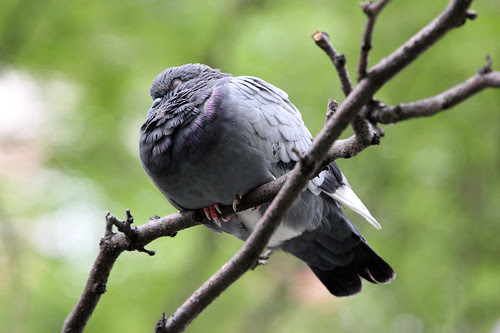 Rock Pigeon 4