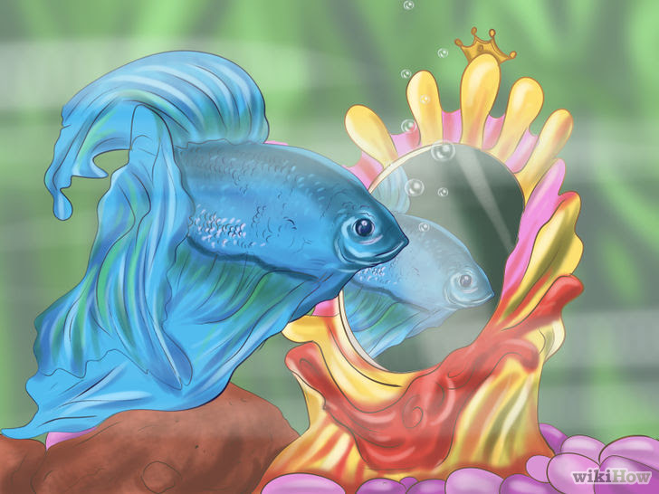 Determine the Sex of a Betta Fish Step 6.jpg