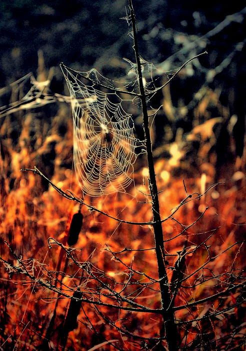Not that I like the spider part of the season…but it's still beautiful. ;)