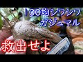 コレクション ガジュマル 葉 しわしわ 297907-ガジュマル 葉 しわしわ