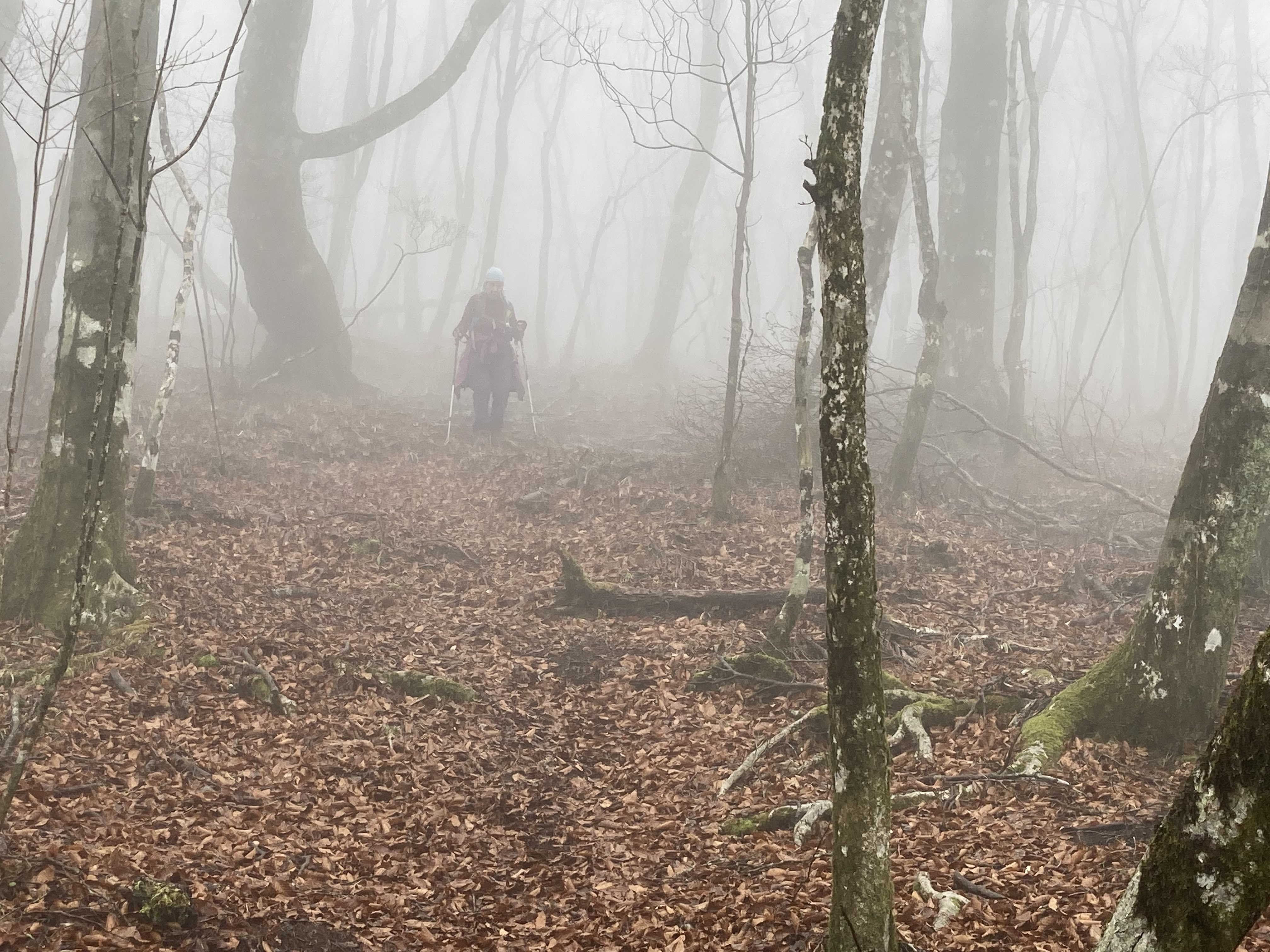 forest183-8.jpg