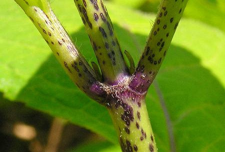 ガクアジサイ 額紫陽花 分類 アジサイ科 アジサイ属 学名 Hydrangea Macrophylla F Normalis 別名 ガクバナ ガク 参考 山渓ハンディ図鑑４ P44 ２０１１ ６ １４ 富山市婦中町 地域のあちこちで植えられています これは公園で