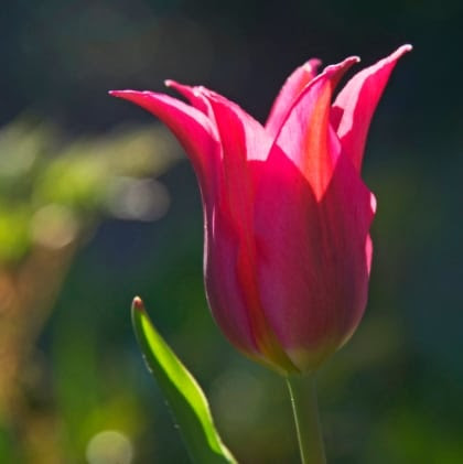 Tulip Klasifikasi dan Jenis Jenis Bunga Tulip Beserta Tulip Klasifikasi dan Jenis Jenis Bunga Tulip Beserta