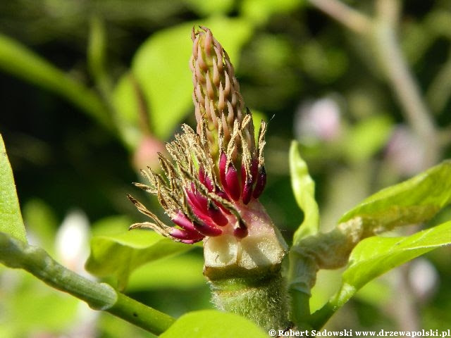 Magnolia 'Peppermint Stick' Kwiaty Magnolia 'Peppermint Stick'