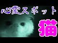 猫 幽霊 見える 165266-犬 猫 幽霊 見える