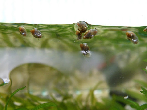 メダカの水槽の貝 サカマキガイの赤ちゃん 大きさは2 5ミリくらい 写真共有サイト フォト蔵