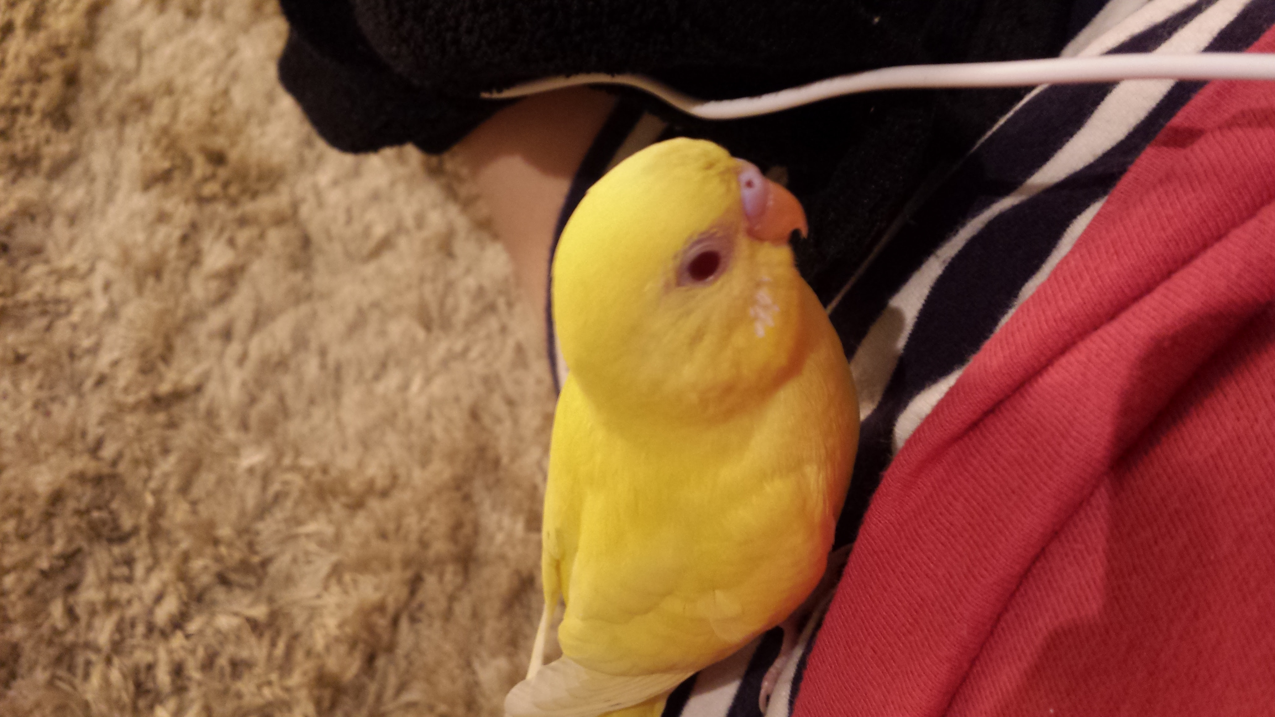 セキセイインコの仕草一覧 インコまとめサイト