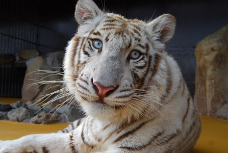 ホワイトライオンとホワイトタイガーって 新着情報 秋吉台自然動物公園 サファリランド