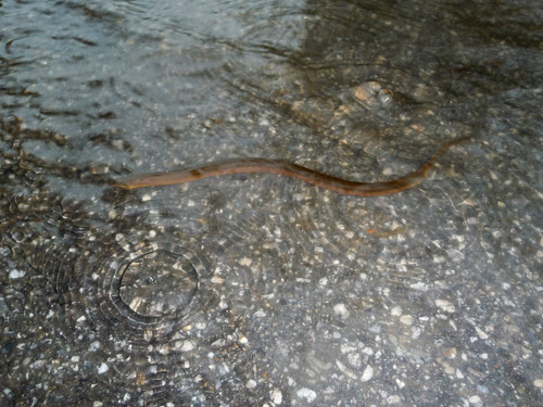 El Eel
