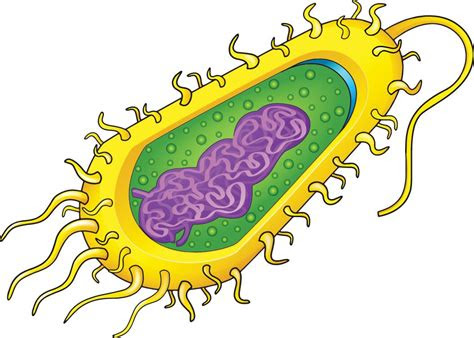 main types  cells prokaryotic