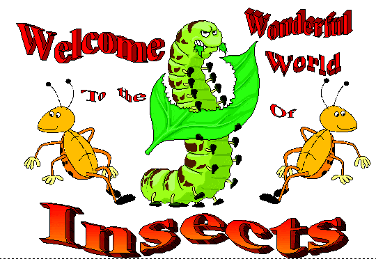 World of Insects