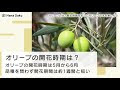 √ダウンロード オリーブ 花 咲かない 104861