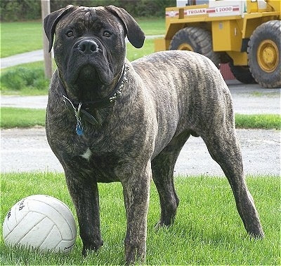 Bullmastiff Information and Bullmastiff Information and