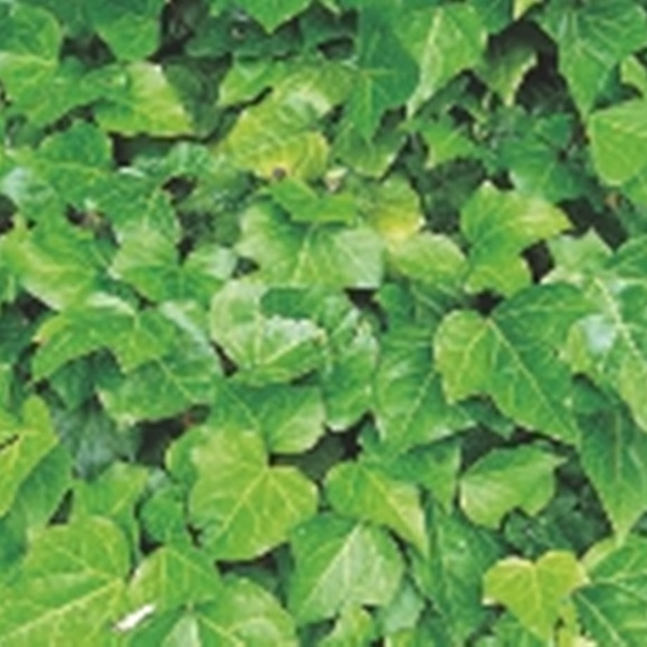 森の樹木図鑑 ヘデラ ヘリックス きこりんの森