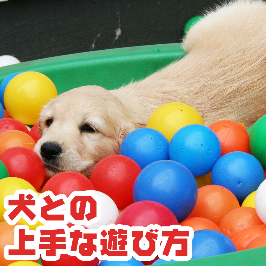 犬飼い初めの方必見 犬との上手な遊び方とおすすめのおもちゃをご紹介