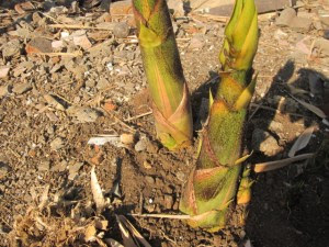 rebung kuning enak sekali