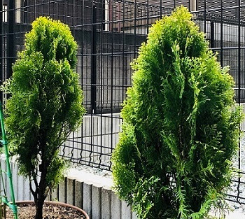 ガーデニング お庭の目隠しにおすすめのコニファー 自分でできるお手入れと育て方 花とくつろぐ 初心者から手軽に楽しむ花々