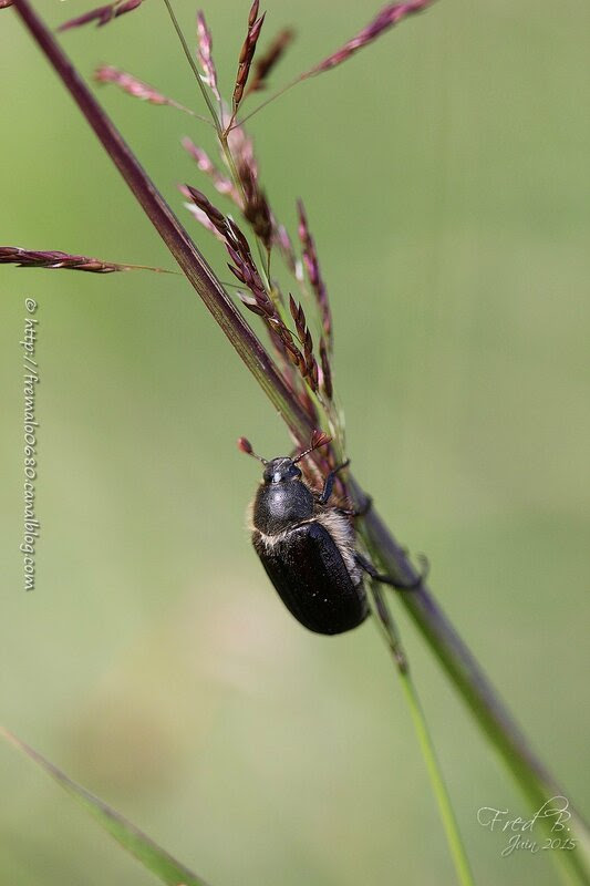 Amphimallon atrum