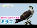 [最も共有された！ √] 鷹 ���像 かっこいい 566638-鷹 画像 かっこいい