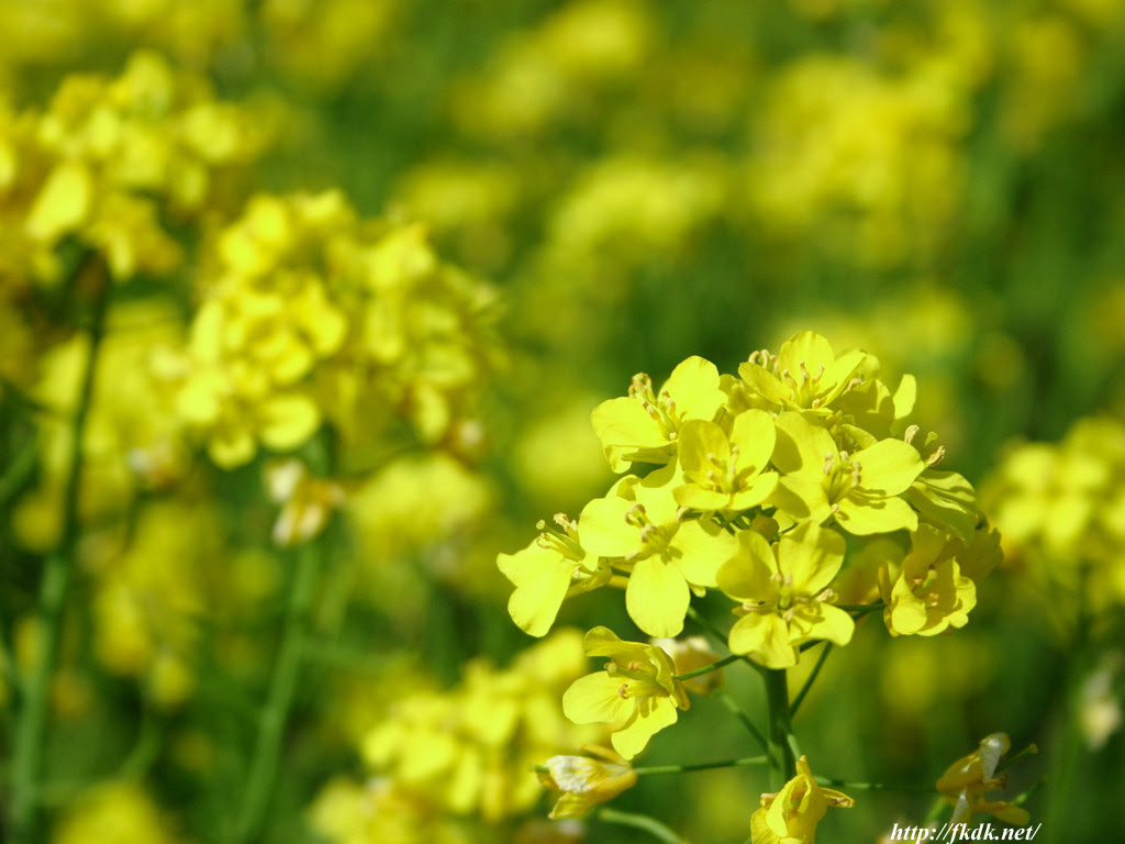 菜の花畑 風景写真無料壁紙