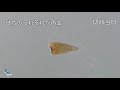 √画像をダウンロード プラナリア 卵 282043-プラナリア メダカ 卵