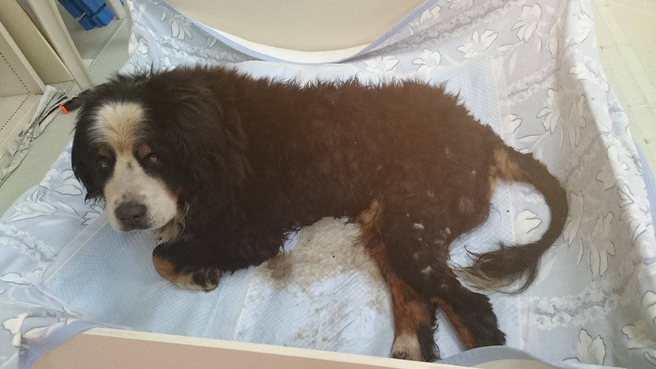 サム君預かり 老犬ホーム トップ