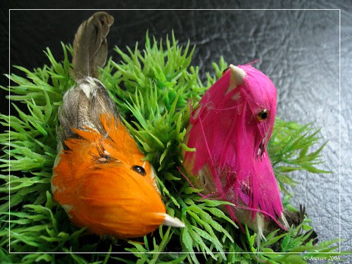 Ideal birds 01
