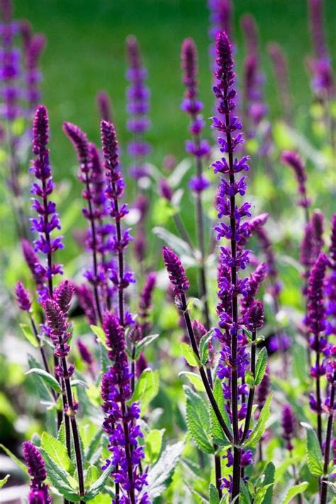 Growing and eating your own tomatoes is very rewarding but. Top 10 all-weather perennial plants | Purple plants