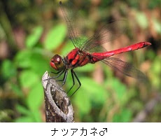 水辺の宝石 トンボの魅力と自然環境