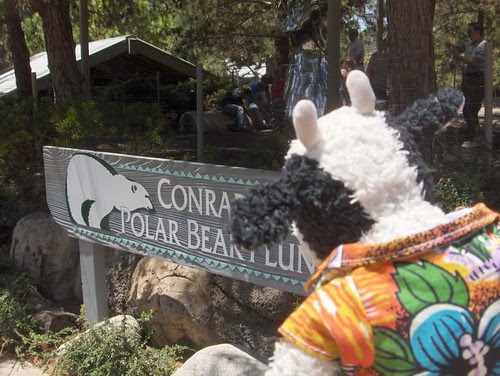 Conrad Poos and his Dancing Polar Bears