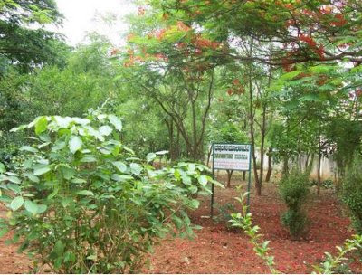 Herbs Ayurveda on Karnataka    J S S  Ayurveda Medical College  Mysore  Karnataka