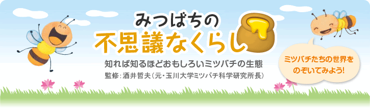 みつばちの不思議なくらし ミツバチの結婚